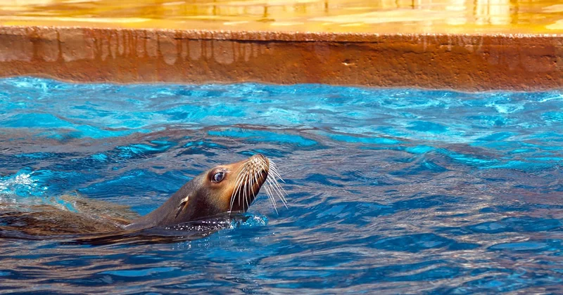 L'étanchéité et l'ossature : les fondations invisibles