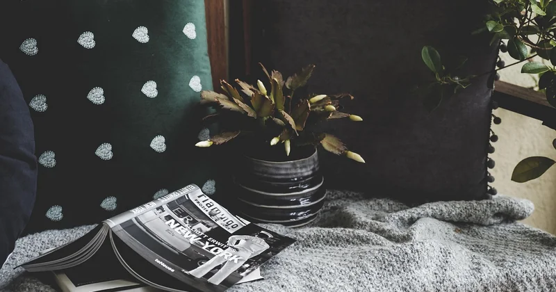 Verdissement du balcon : l'art des plantes
