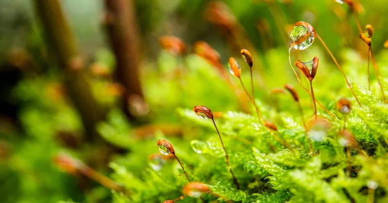 L'irrigation : le goutte-à-goutte maison qui change tout