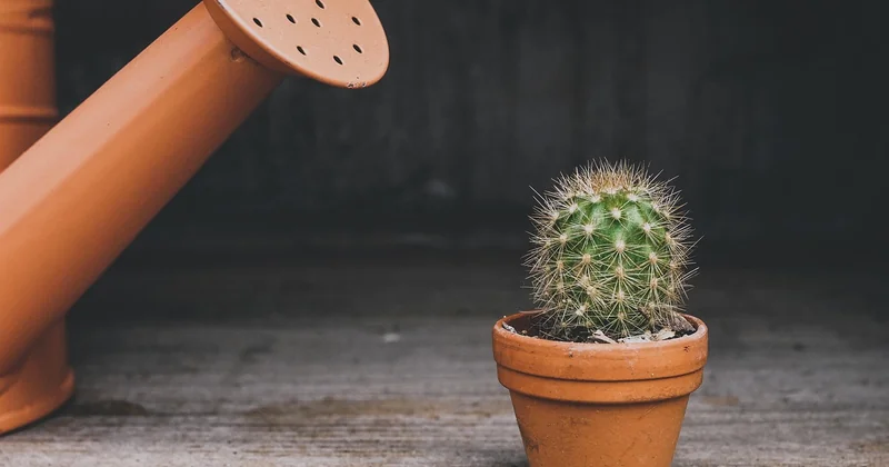 Quelle est la plante la plus dépolluante ?