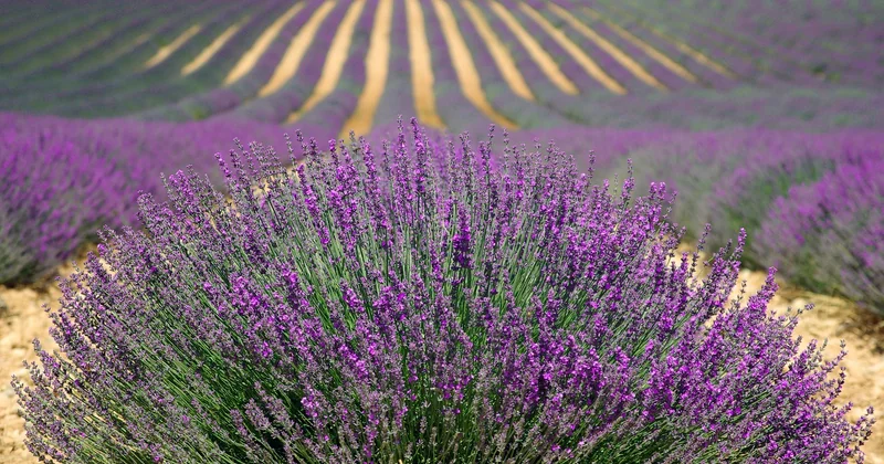Lavande, jasmin, gardénia : et si on misait sur l'odeur ?
